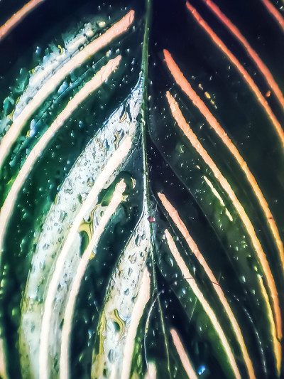 Calathea花式