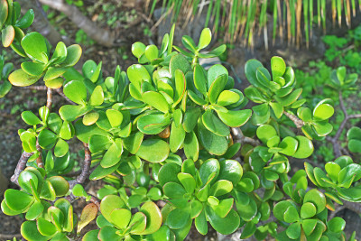 Crassula portulacea