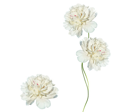 牡丹花色彩鲜艳