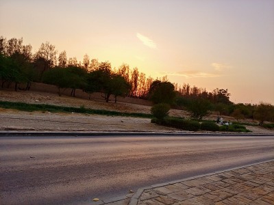 树后的夕阳