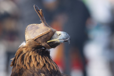 金鹰(Aquila chrysaetos)。