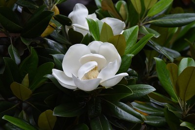 广玉兰花