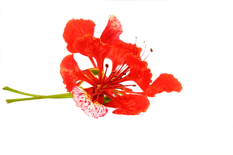 Flam-boyant花
