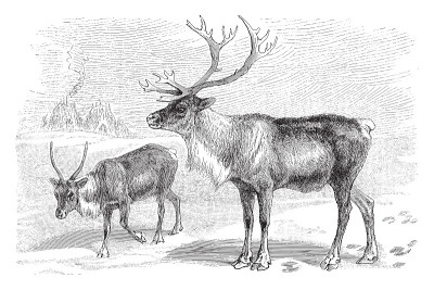 驯鹿(Rangifer tarandus) -老式雕刻插图