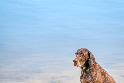 德国短毛猎犬，普惠制的狗，夏天坐在湖边的海滩上。他凝视着水面上的远方，复制空间