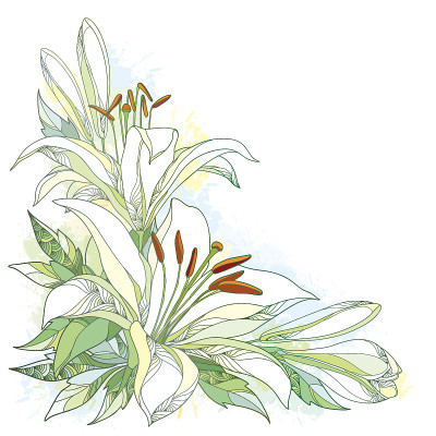 向量花束与华丽的白色百合花，芽和叶。