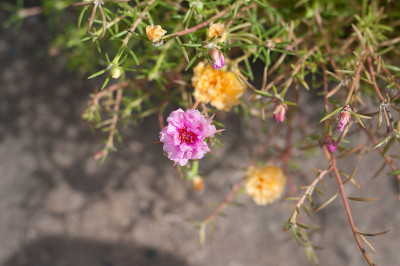 美丽的粉红色花朵