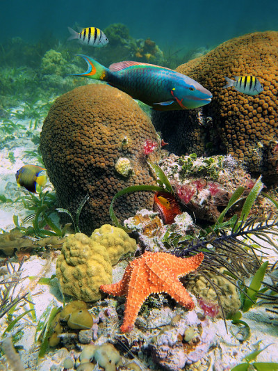 海洋生物