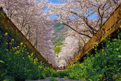 樱花和油菜花