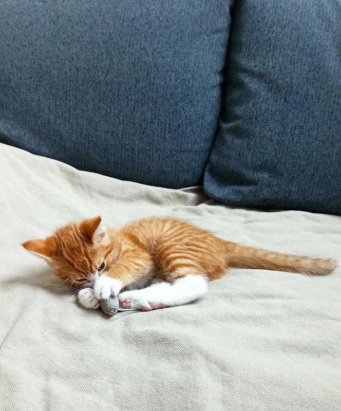 小猫在一个舒适的家里玩耍