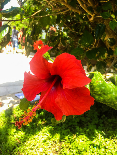 红色芙蓉花在绿色
