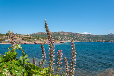 花药附近的海岸景观