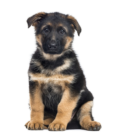 小狗德国牧羊犬坐在，2个月大，孤立在白色