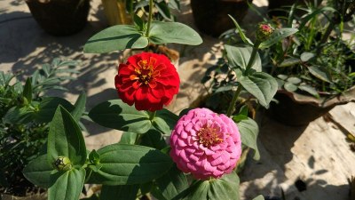 Zinnia花