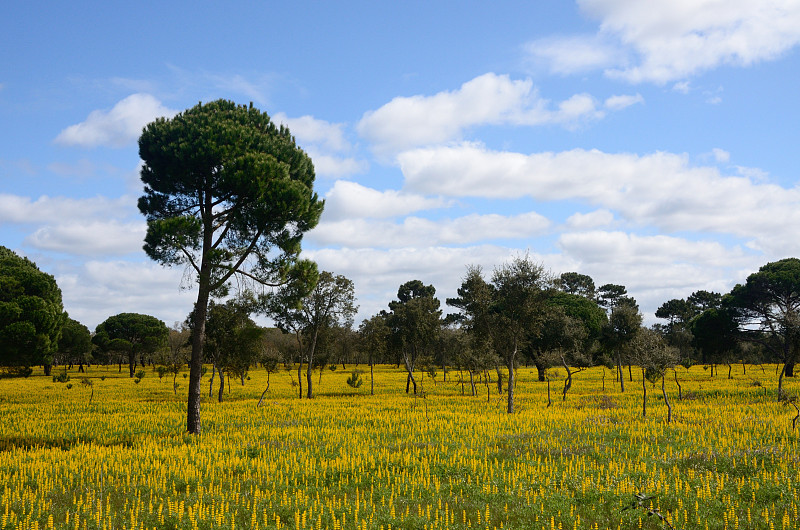 Alentejo lit口岸，葡萄牙