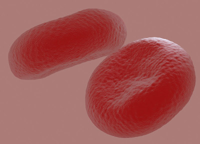 blood cell