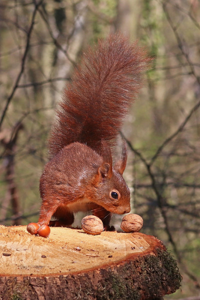 红松鼠(Sciurus vulgaris)。