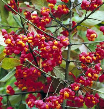 Euonymus, europaeus
