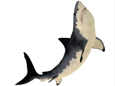 Megalodon概要