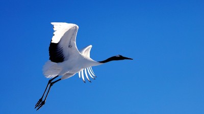 丹顶鹤在清凉的夏日天空飞翔