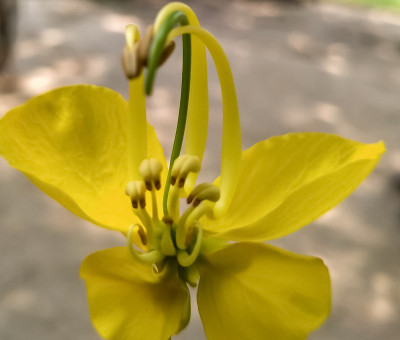庞加米亚花