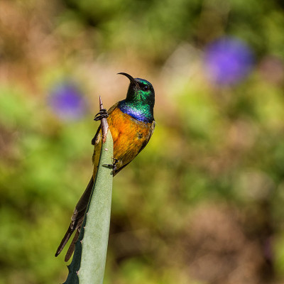 Orange-breasted太阳鸟