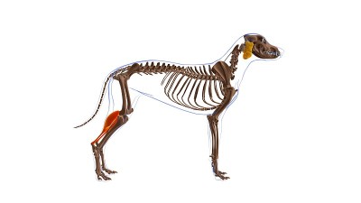 狗的肌肉解剖医学概念3D