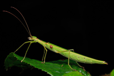 Beautiful Stick Insect  with water bubble on the g