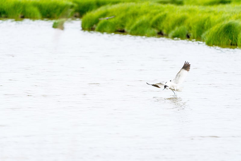 一个斑驳的avocet