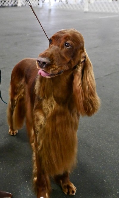 爱尔兰长毛猎犬狗