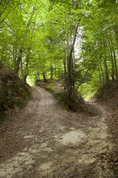 波兰Roztocze的黄土峡谷