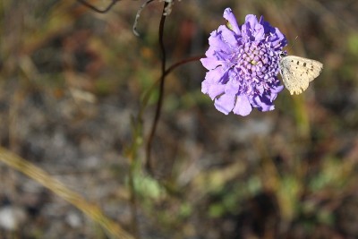 蝴蝶坐花
