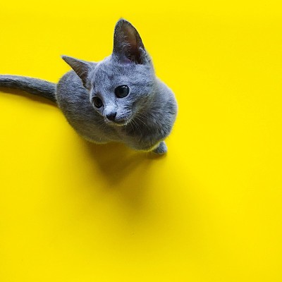 淡蓝色的猫