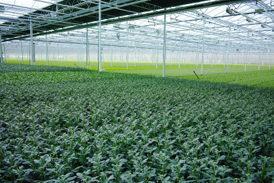 菊花生长在巨大的荷兰温室里，用于商店和拍卖