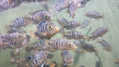 水族馆里的珍奇鱼