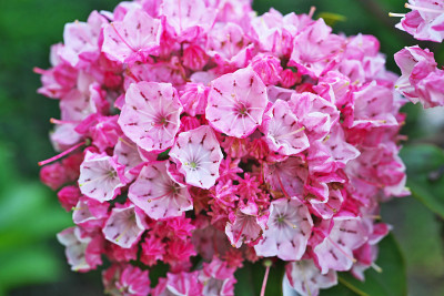 Kalmia