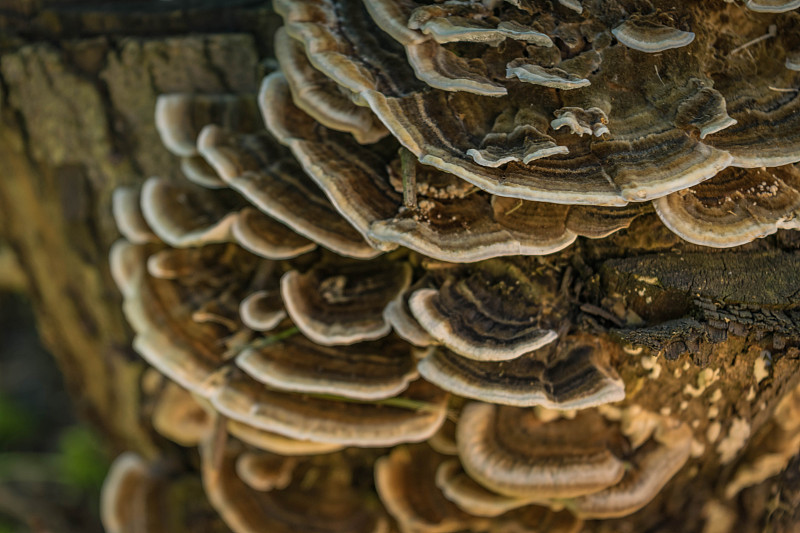 木真菌Trametes versicolor