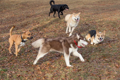西伯利亚哈士奇、比特犬、秋田犬、拉布拉多寻回犬和彭布罗克威尔士柯基在秋季公园里玩耍。