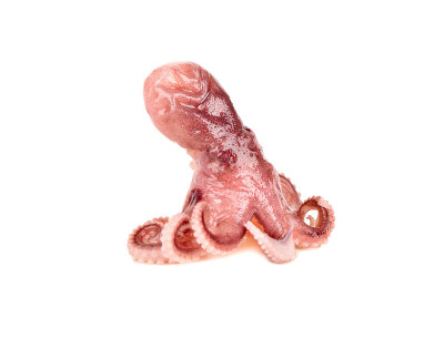 章鱼孤立