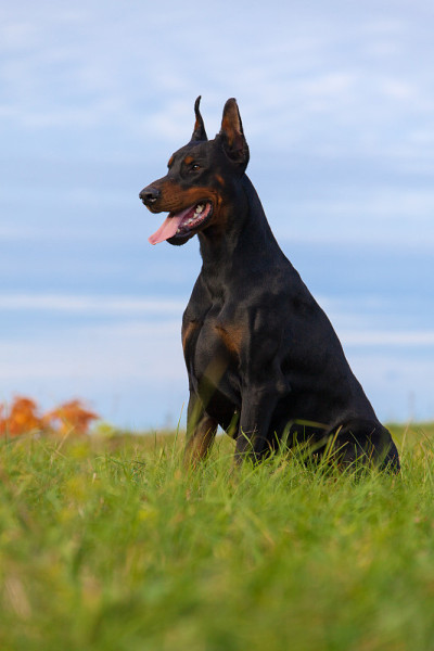 黑色的杜宾犬