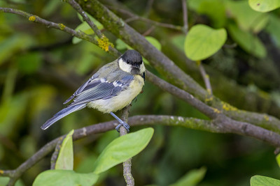 小大山雀(Parus major)在花园里