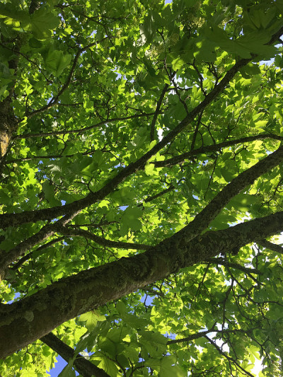 2018年5月，小梧桐树开花