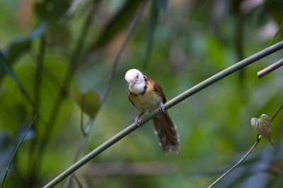 鸟:成年颈背舌蝠(扭背Gampsorhynchus torquatus)