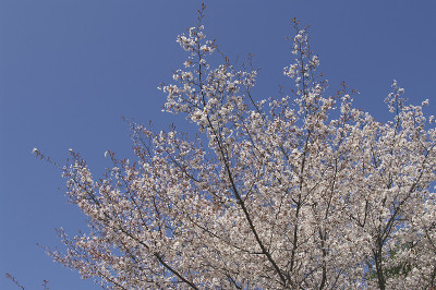 樱花