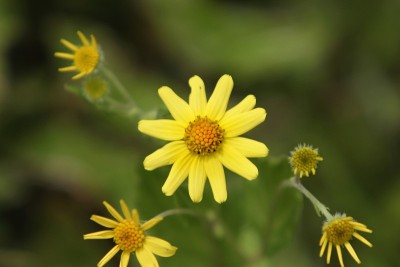 黄狗舌草bombayyensisNWild花季风期间,西高止山脉,IndiaE