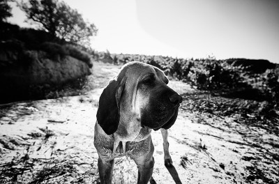 巴西菲拉犬