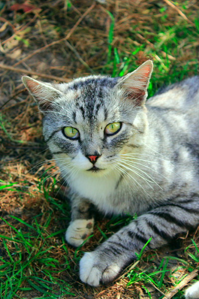 漂亮的苏格兰直猫