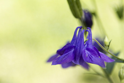 蓝铃花