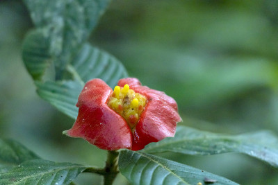 模糊的自然背景与红色的热带花:热唇花，精神tria poeppigiana