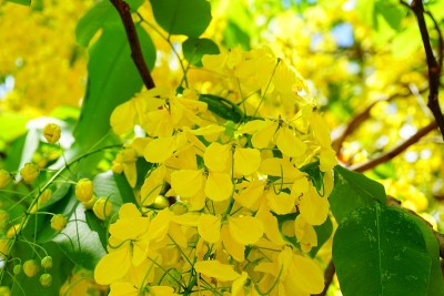 黄花